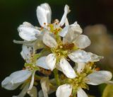 Amelanchier spicata