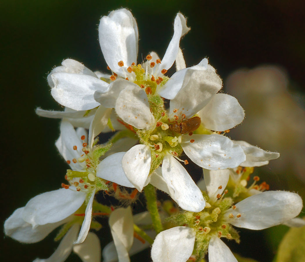 Изображение особи Amelanchier spicata.