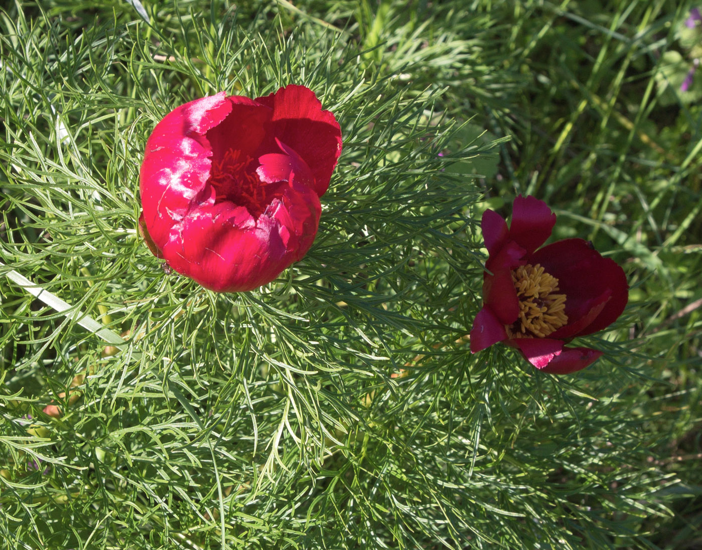 Image of Paeonia tenuifolia specimen.