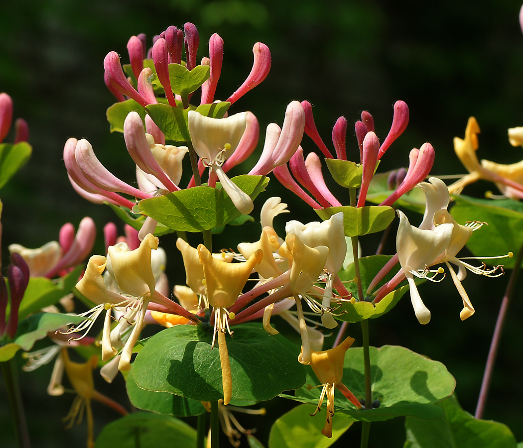 Изображение особи Lonicera caprifolium.