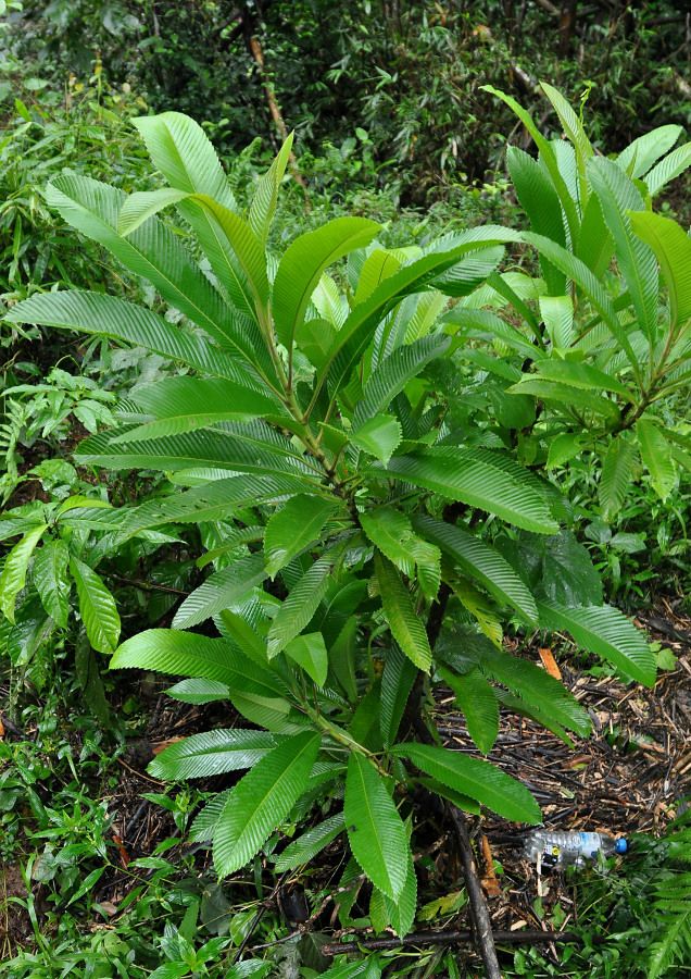 Изображение особи Dillenia indica.