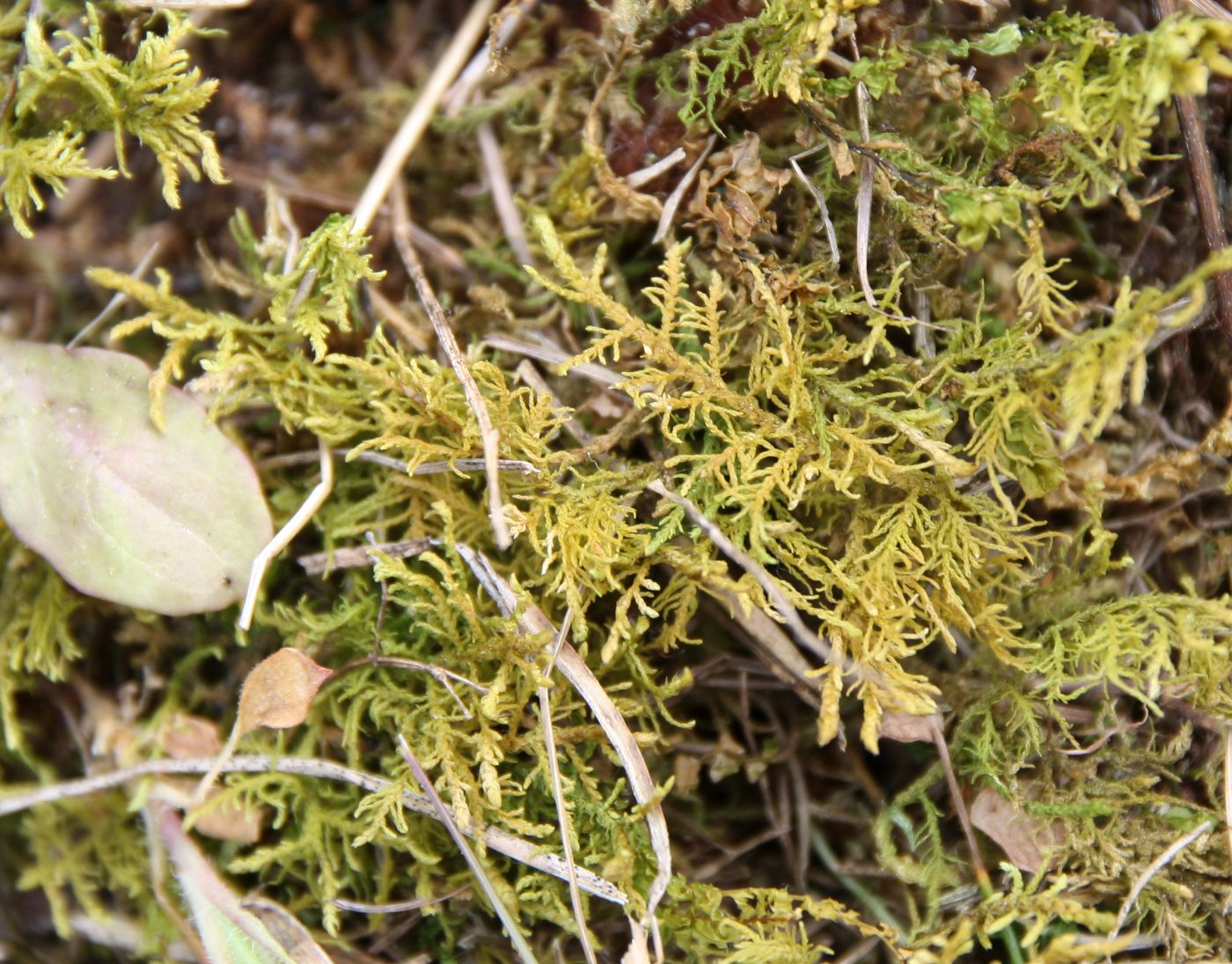 Image of Thuidium delicatulum specimen.