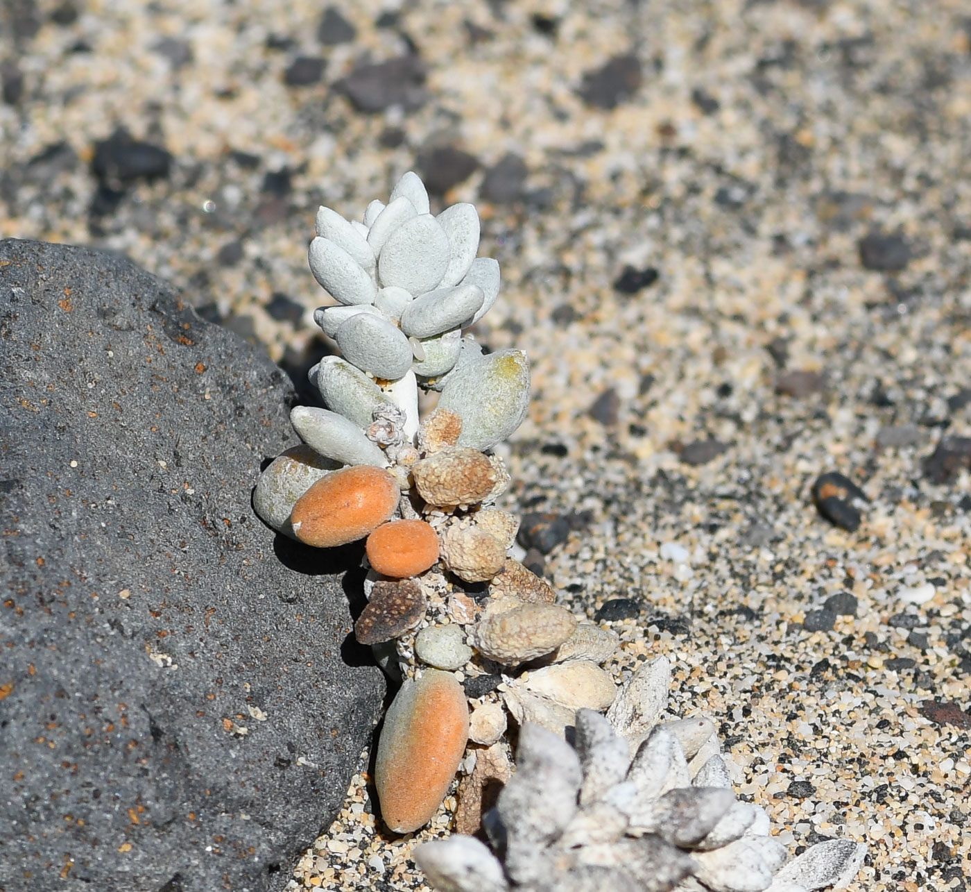 Image of Polycarpaea nivea specimen.