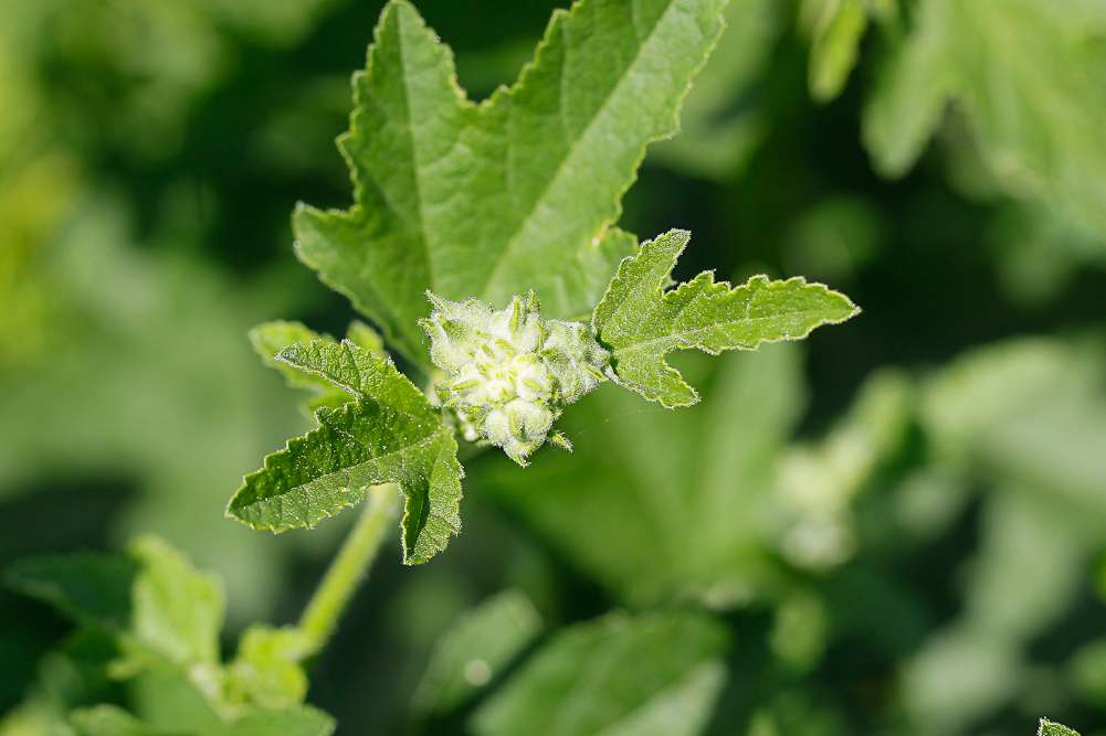 Image of Malva thuringiaca specimen.