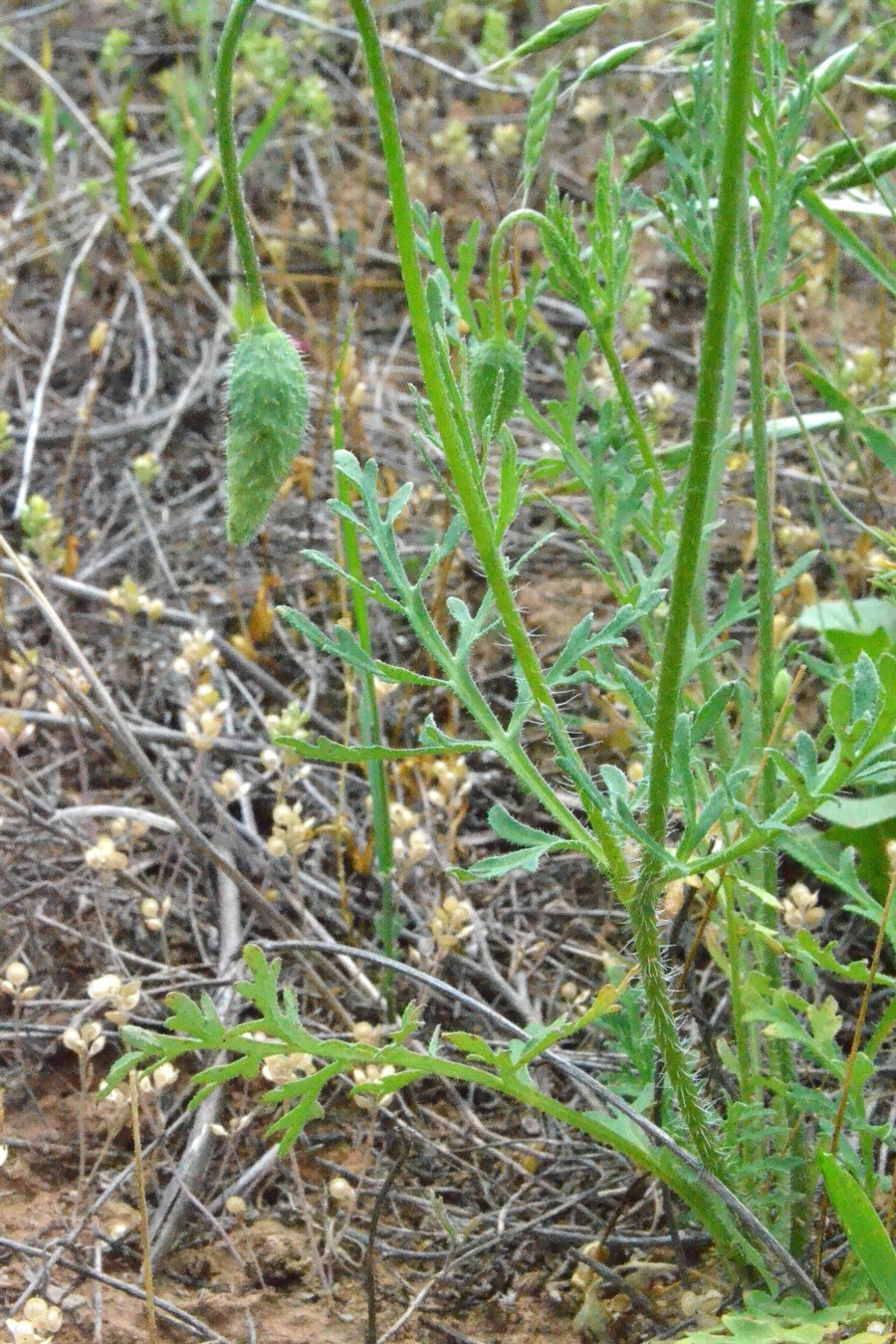 Image of Papaver arenarium specimen.