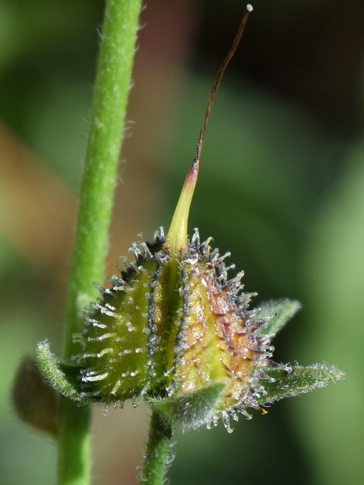 Image of Lindelofia tschimganica specimen.