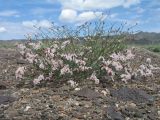 Limonium michelsonii. Цветущее растение. Казахстан, Сев. Тянь-Шань, плато Сюгаты, щебнистый участок нагорной пустыни. 24 мая 2016 г.