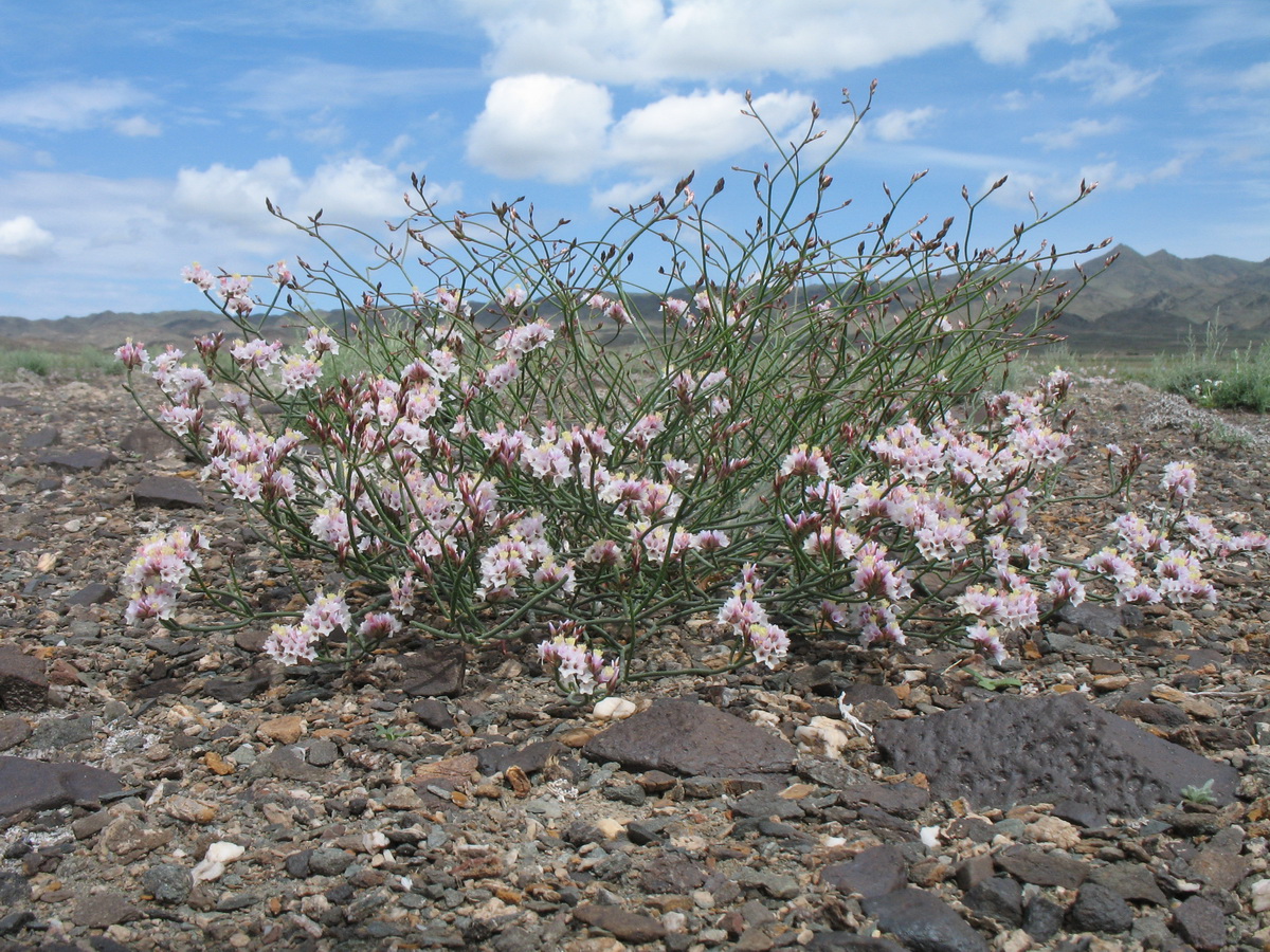 Image of Limonium michelsonii specimen.