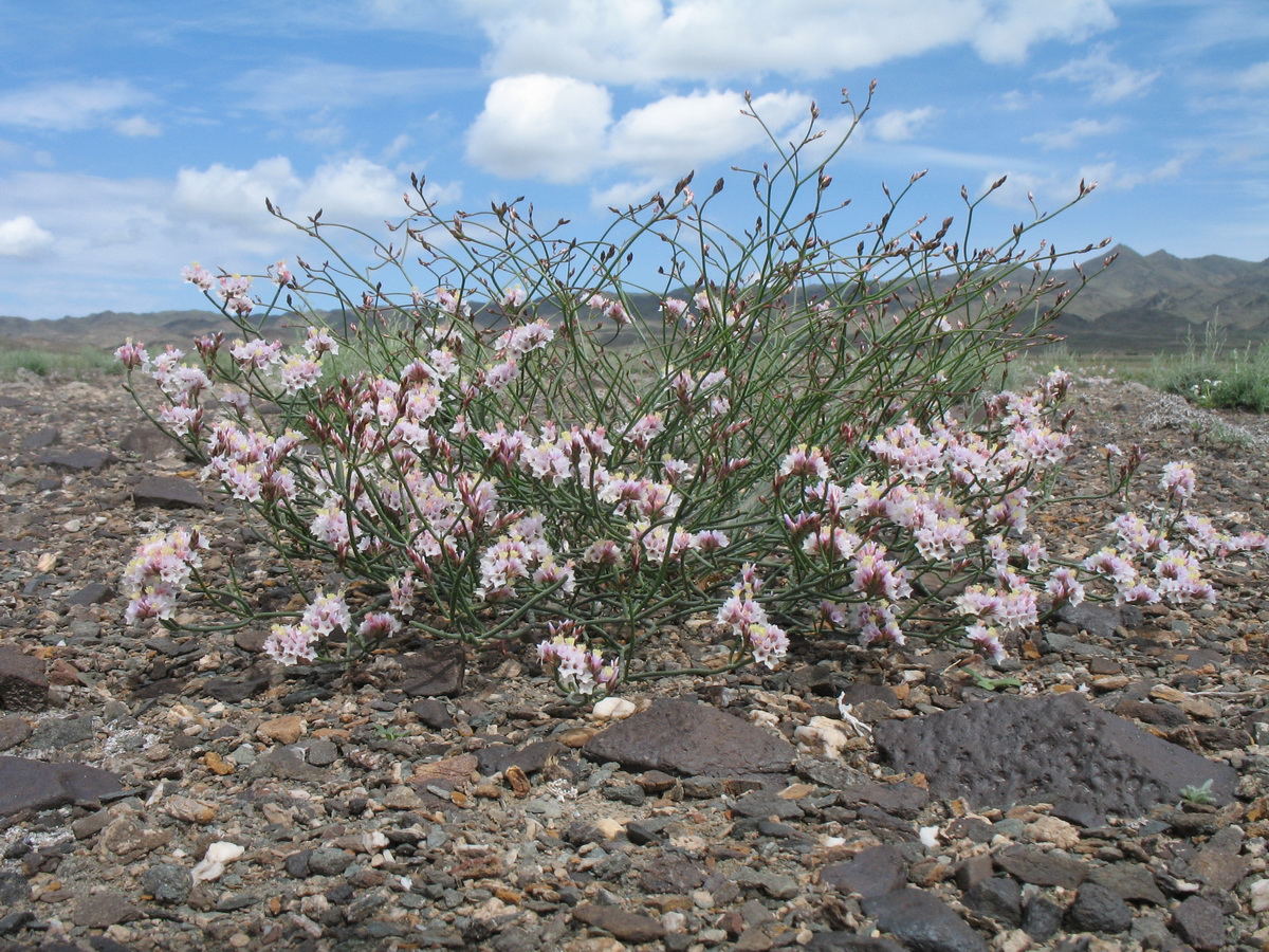 Изображение особи Limonium michelsonii.