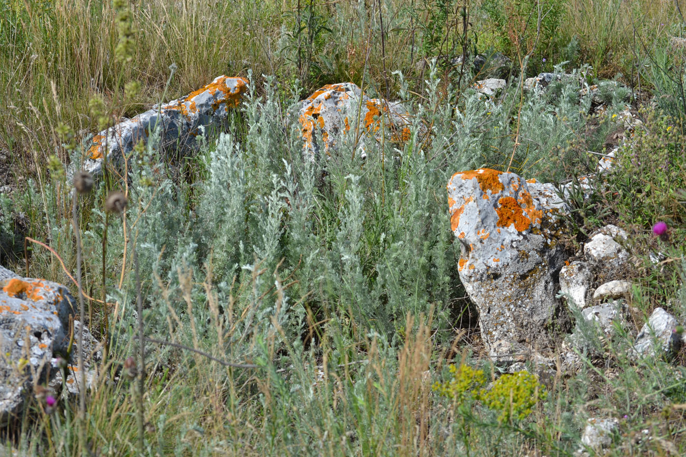 Изображение особи Artemisia taurica.