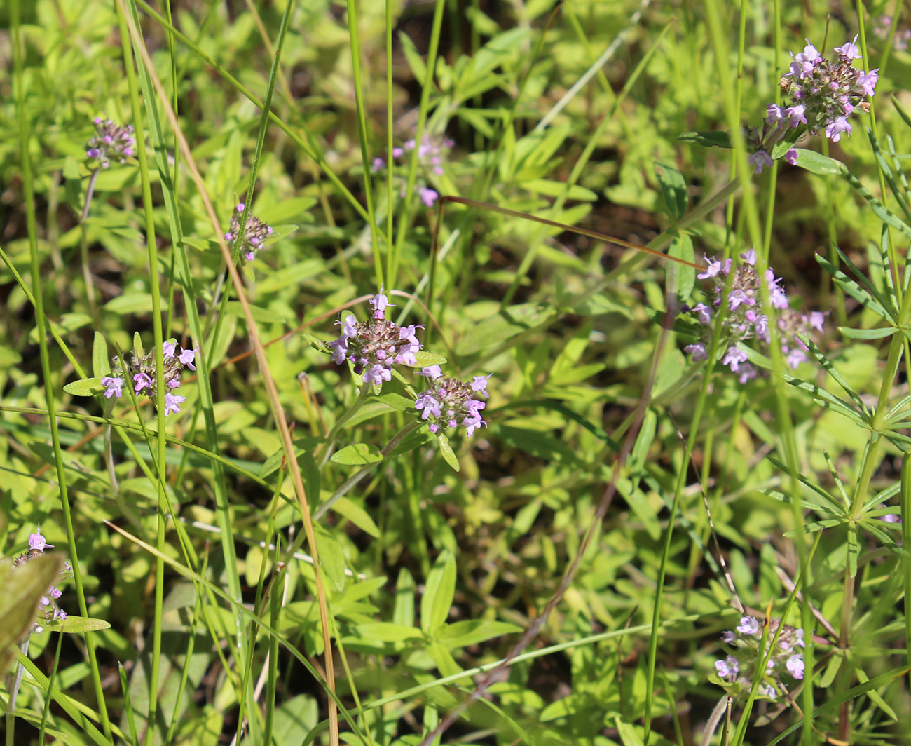 Изображение особи Thymus marschallianus.