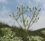 Falcaria vulgaris. Соцветие. Краснодарский край, м/о г. Новороссийск, хр. Маркотх, русло временного водотока. 09.07.2016.