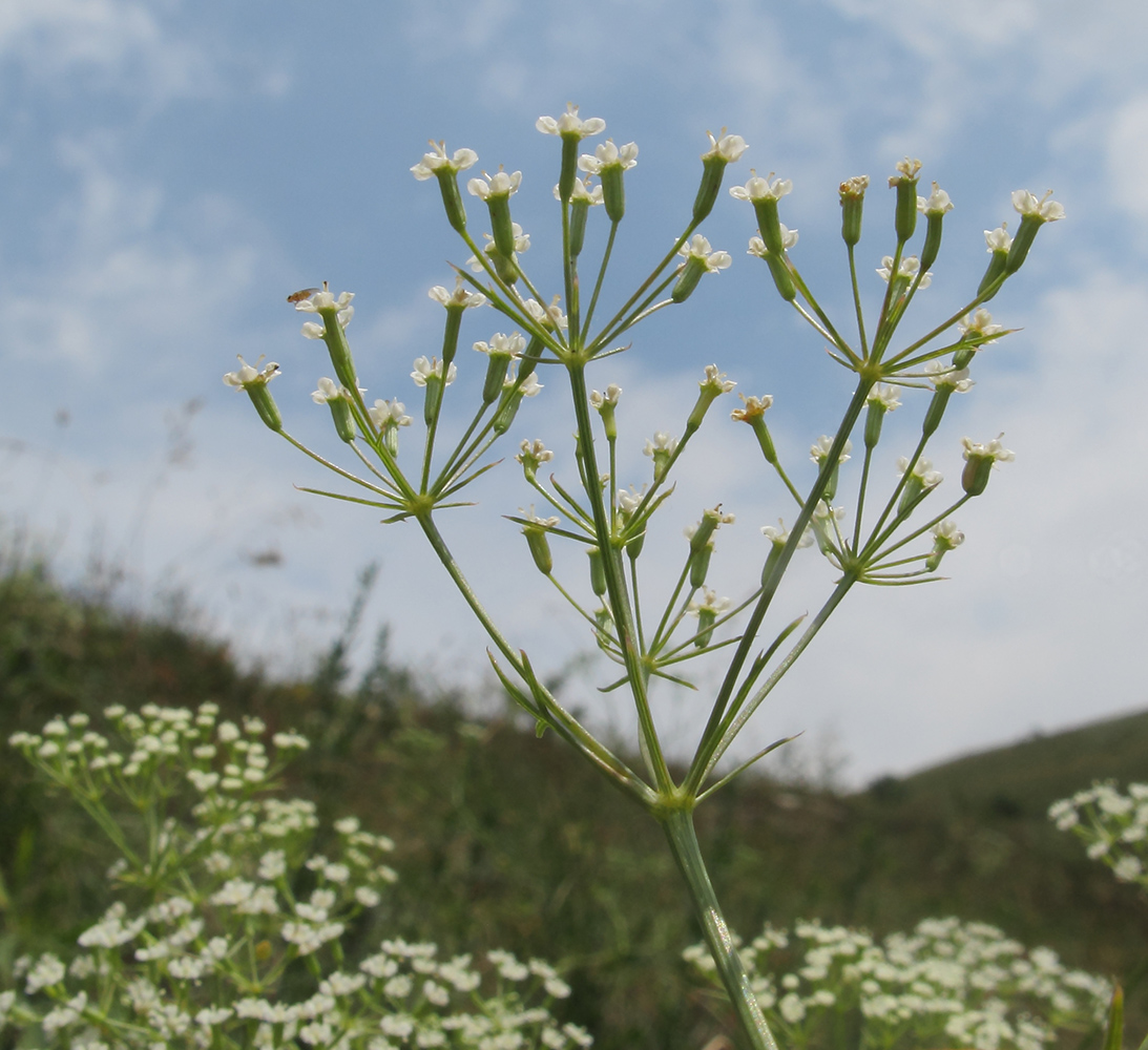 Изображение особи Falcaria vulgaris.