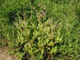 Aconogonon jurii