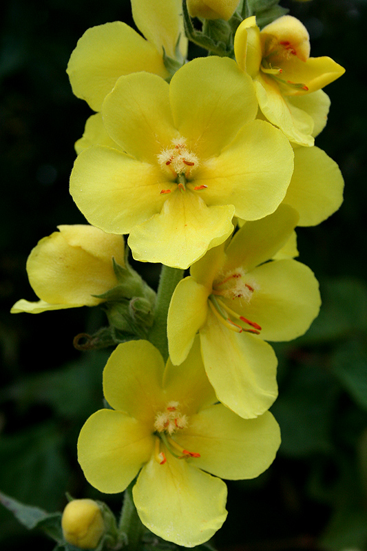 Изображение особи Verbascum phlomoides.