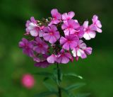 Phlox paniculata