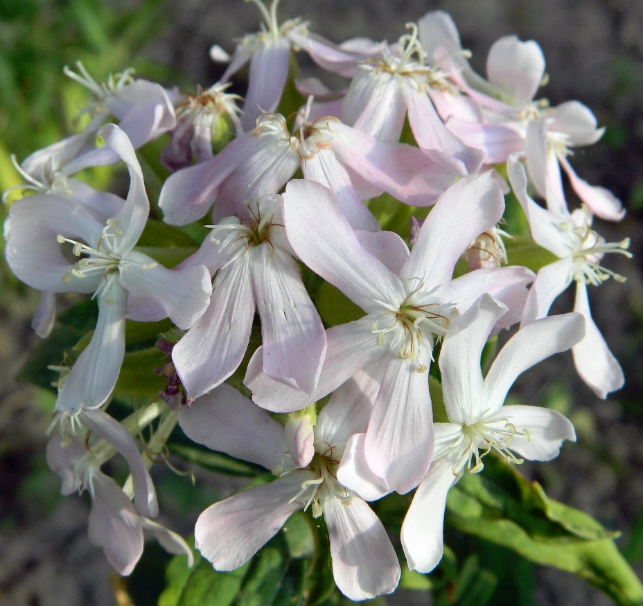 Изображение особи Saponaria officinalis.