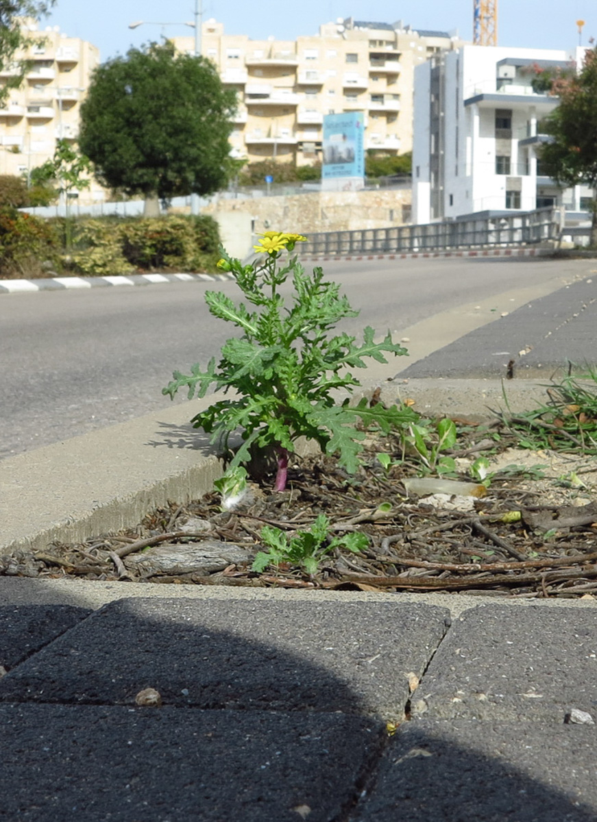 Image of Senecio vernalis specimen.