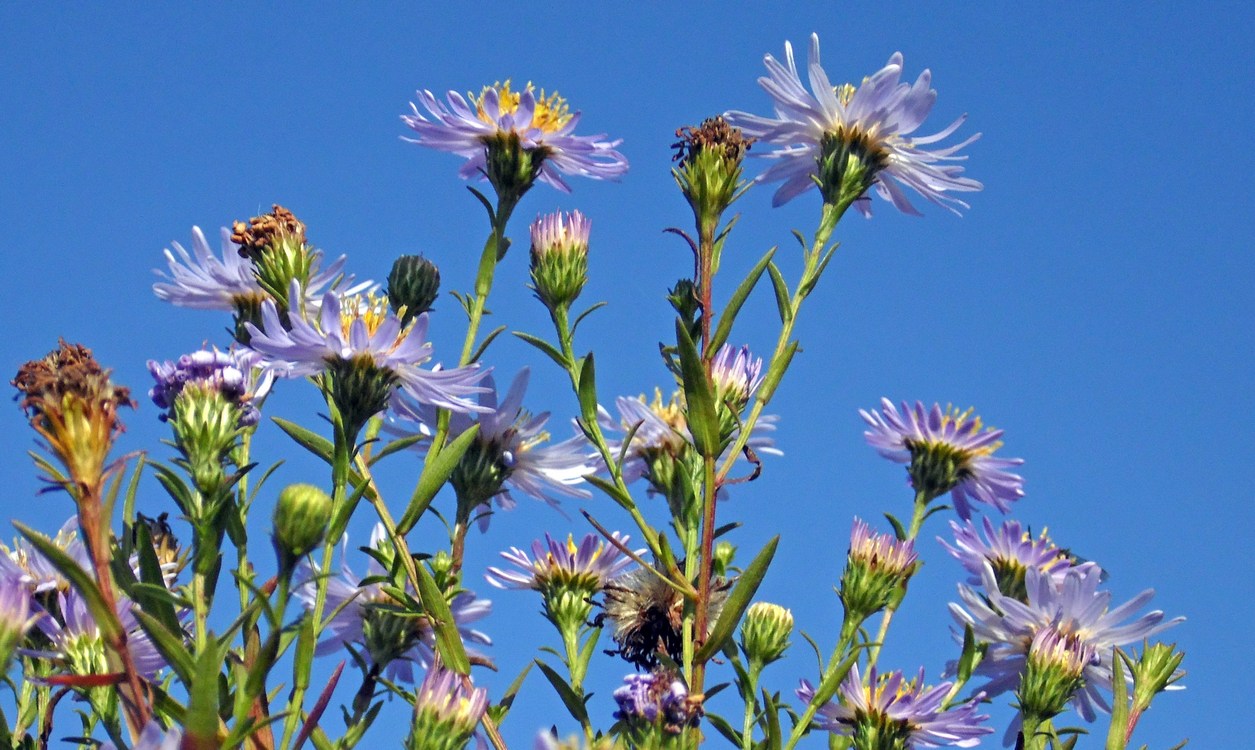 Изображение особи Symphyotrichum &times; versicolor.