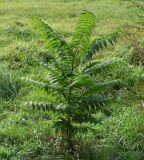 Ailanthus altissima