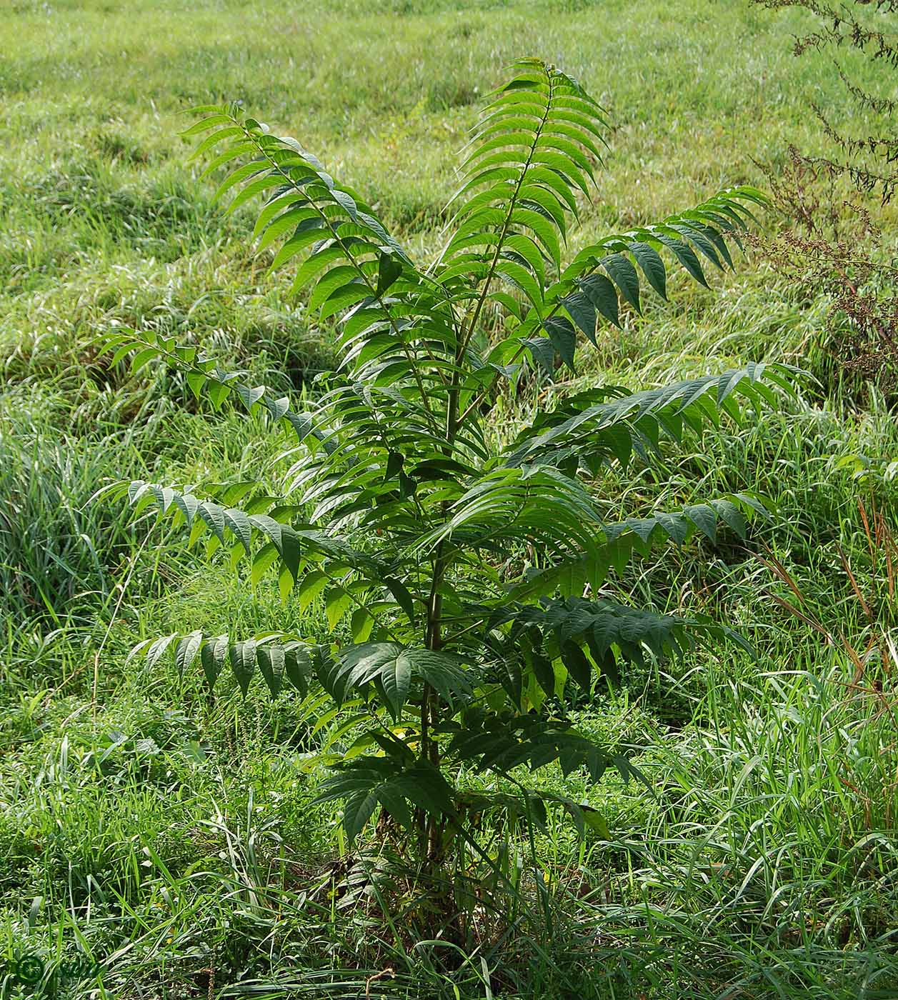 Изображение особи Ailanthus altissima.