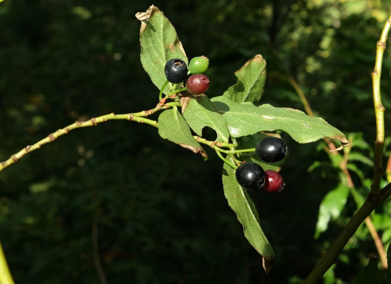 Image of Vaccinium arctostaphylos specimen.