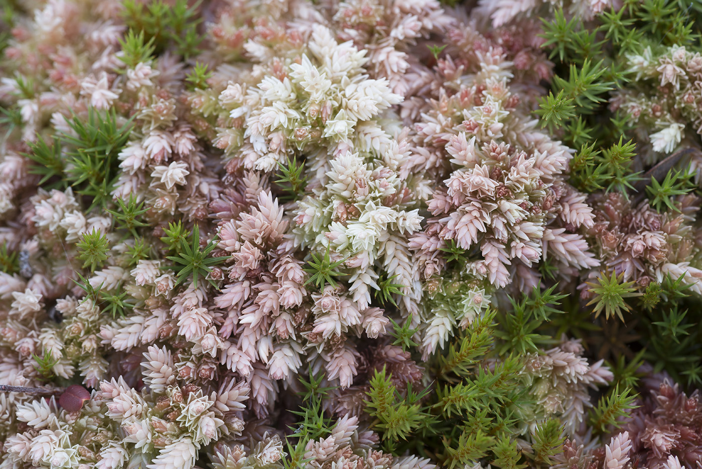 Image of Sphagnum divinum specimen.