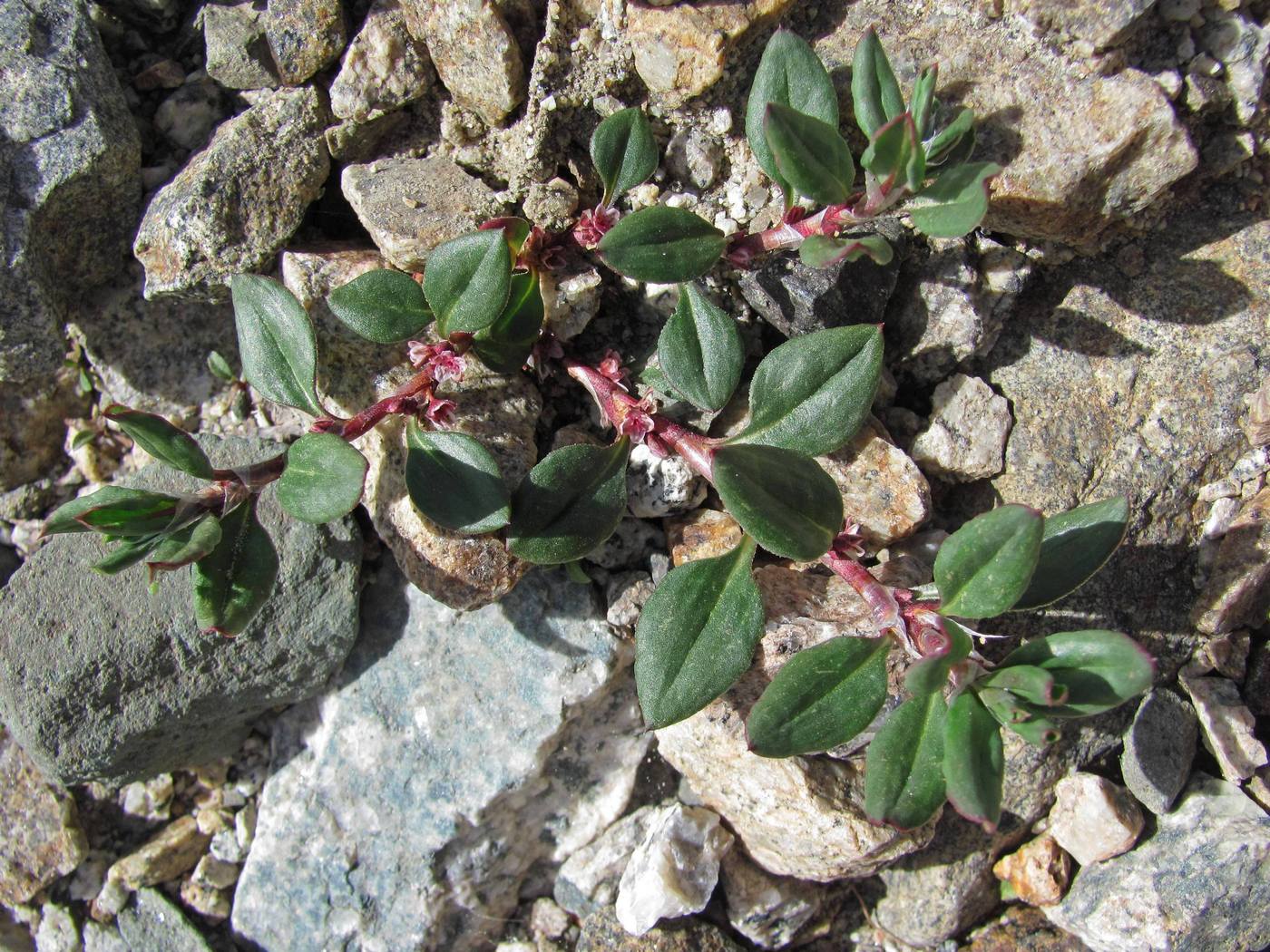 Изображение особи Polygonum cognatum.