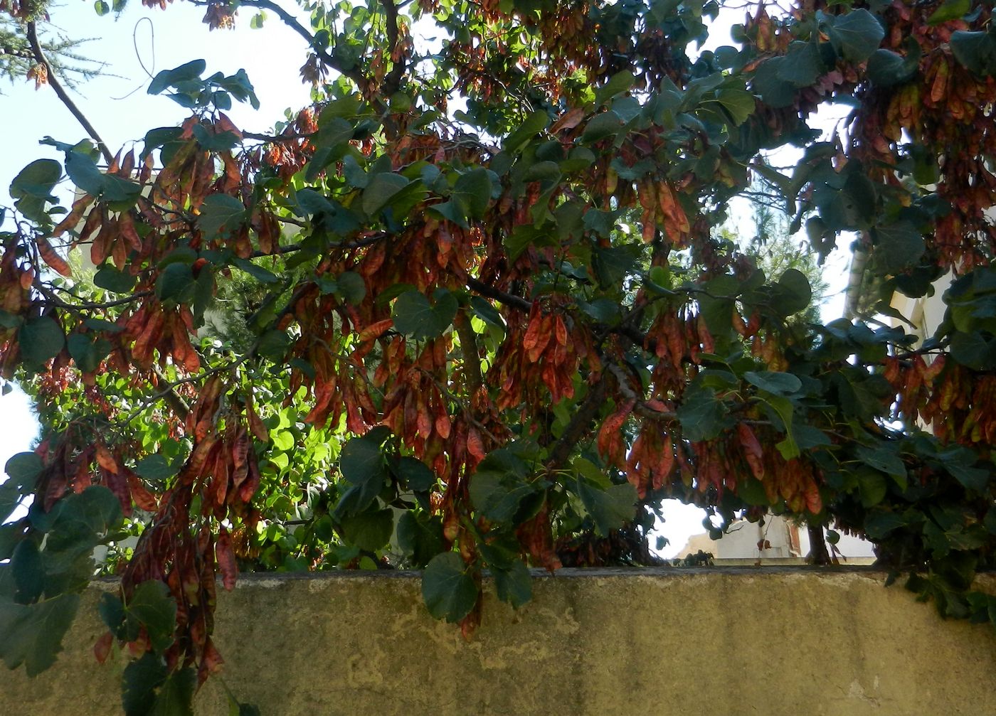 Image of Cercis siliquastrum specimen.