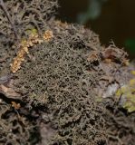 род Evernia