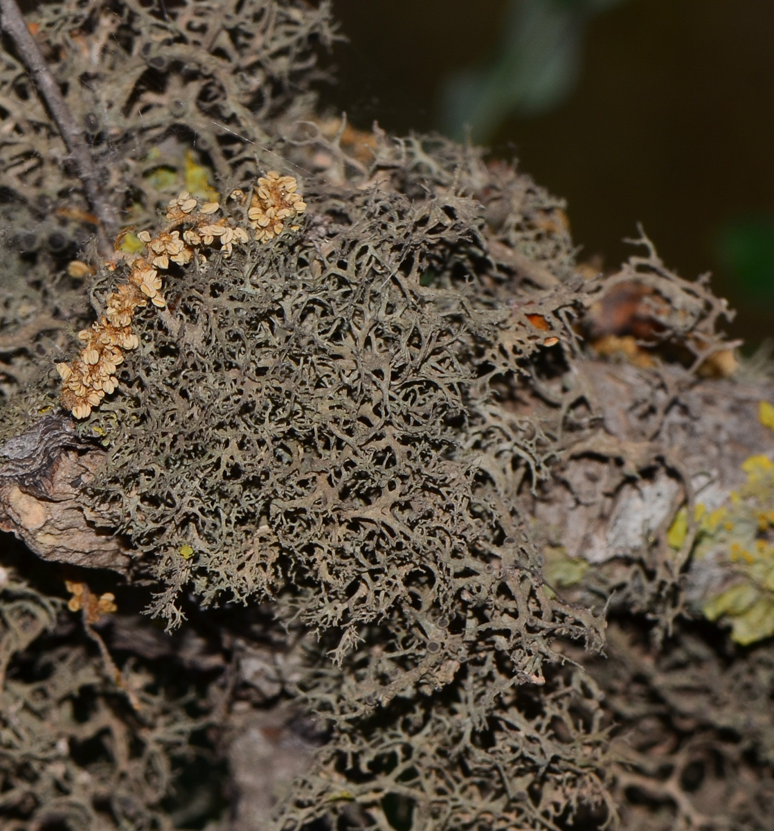 Image of genus Evernia specimen.