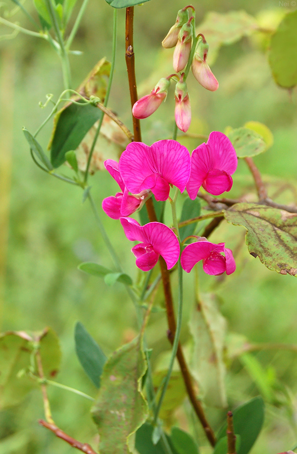 Изображение особи Lathyrus tuberosus.