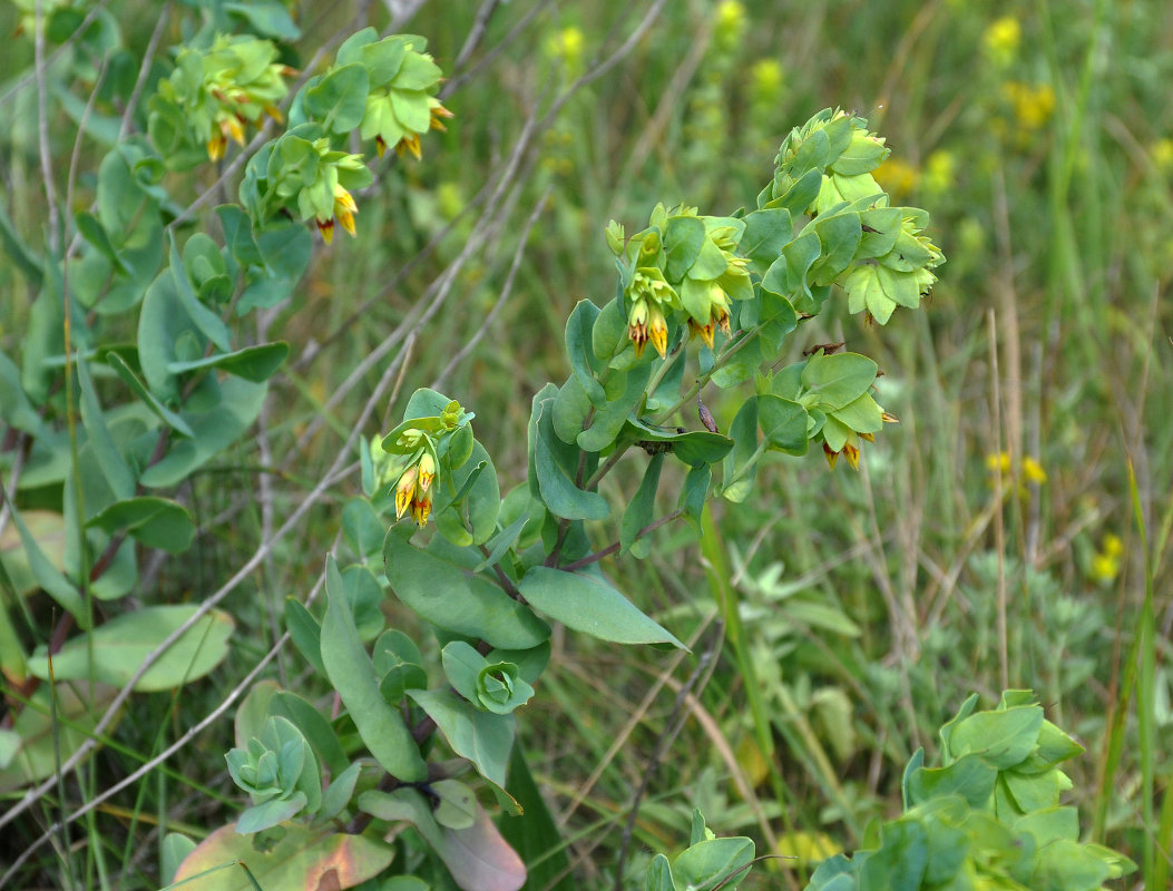 Изображение особи Cerinthe minor.