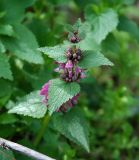 Lamium maculatum. Верхушка побега с соцветиями. Крым, окр. пос. Лучистое, опушка лиственного леса. 02.05.2011.