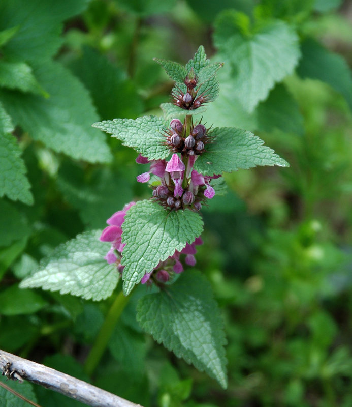 Image of Lamium maculatum specimen.