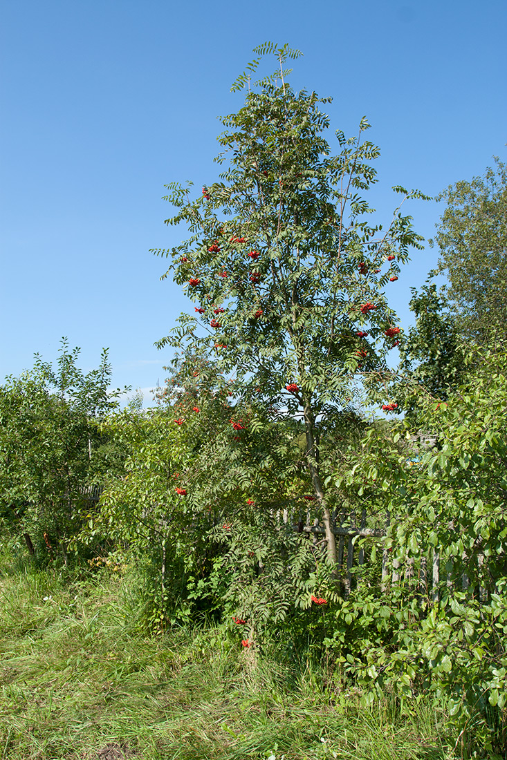 Image of Sorbus aucuparia specimen.