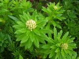 Rhodiola stephanii