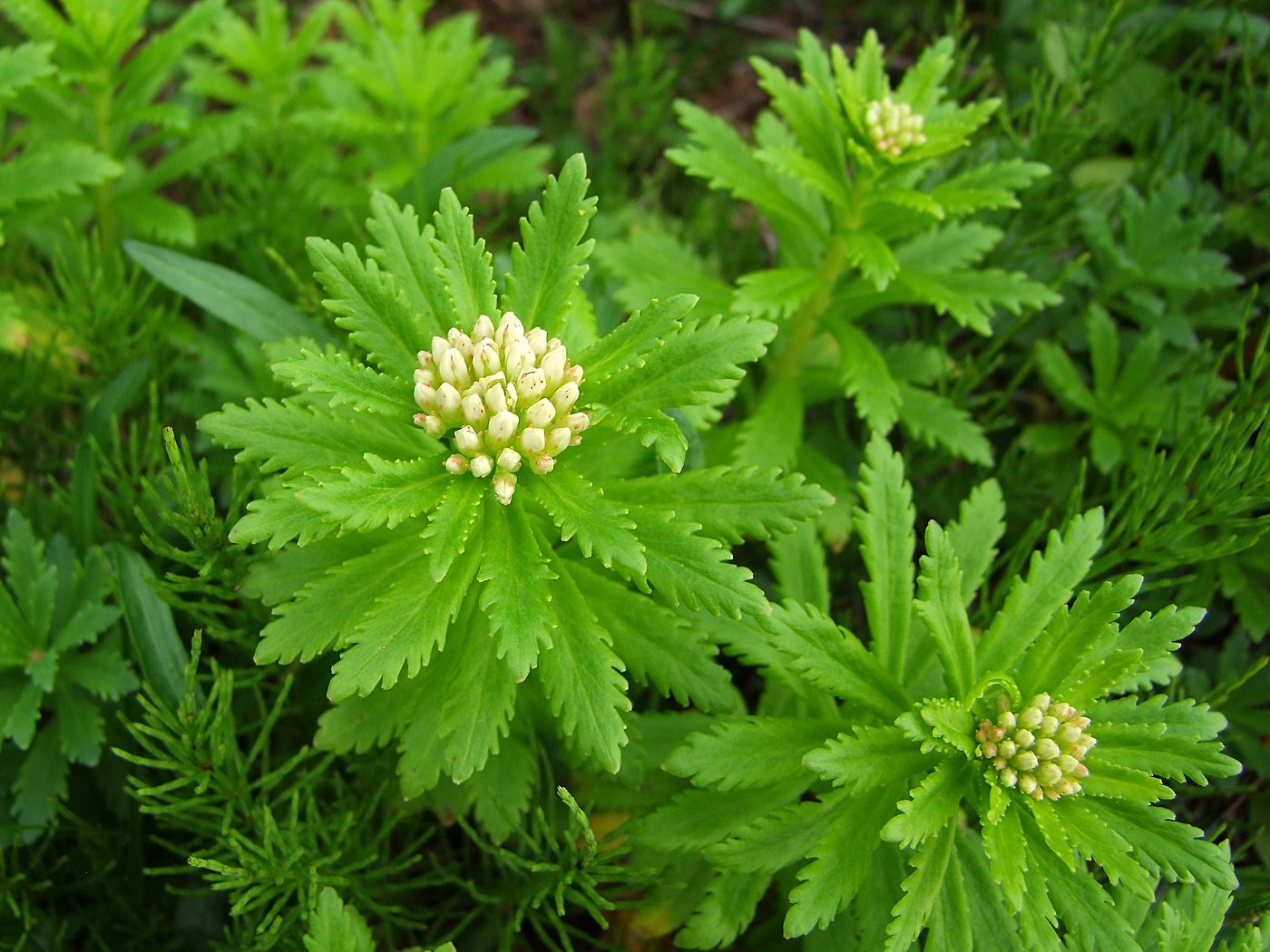 Image of Rhodiola stephanii specimen.