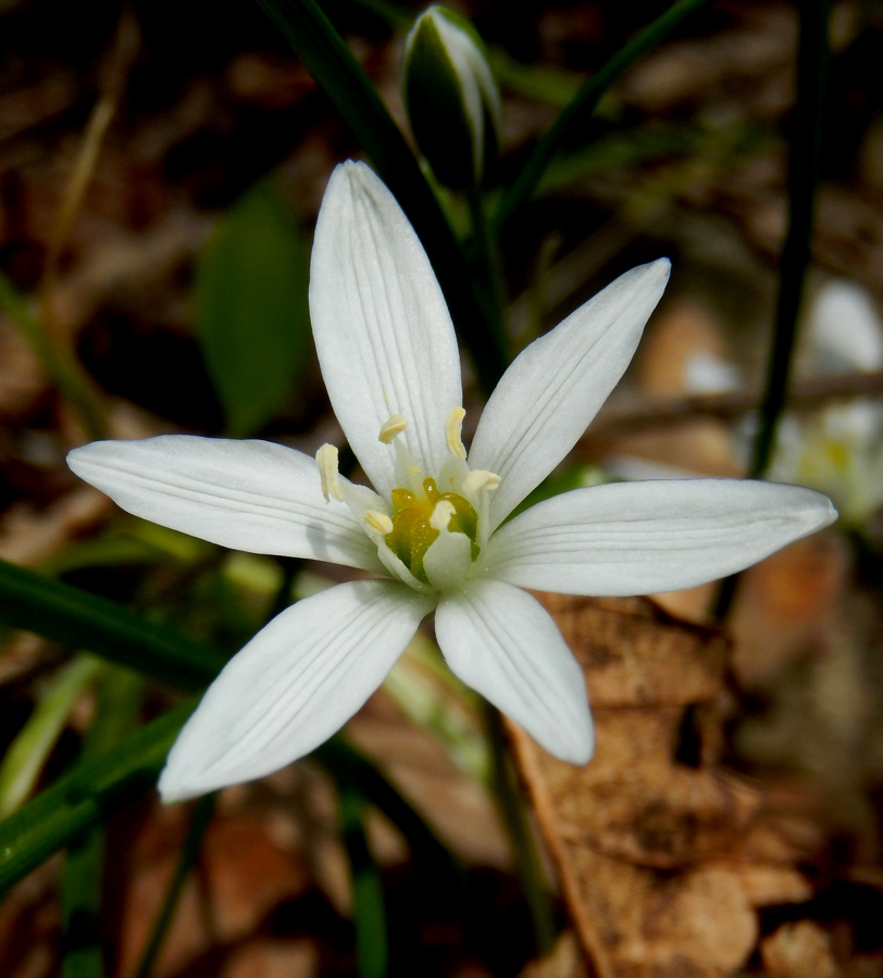 Image of Ornithogalum woronowii specimen.