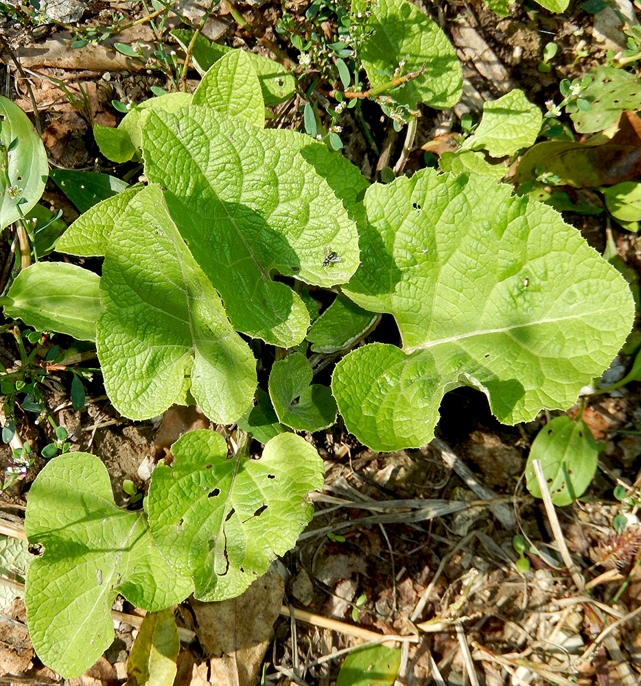 Изображение особи Arctium lappa.