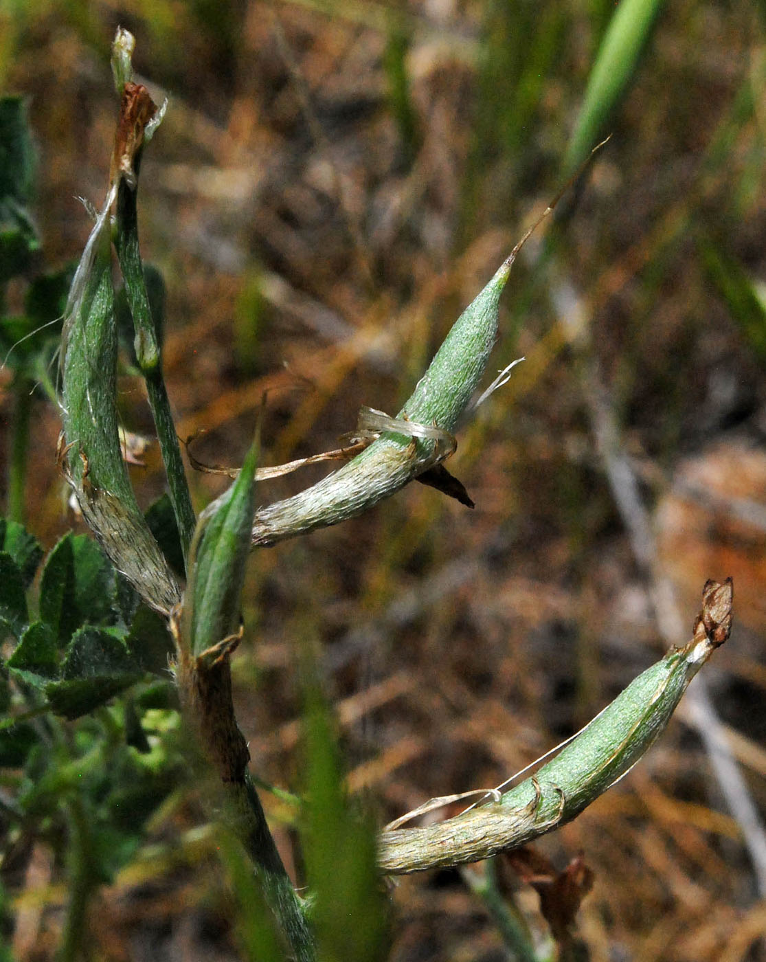 Изображение особи Astragalus bossuensis.