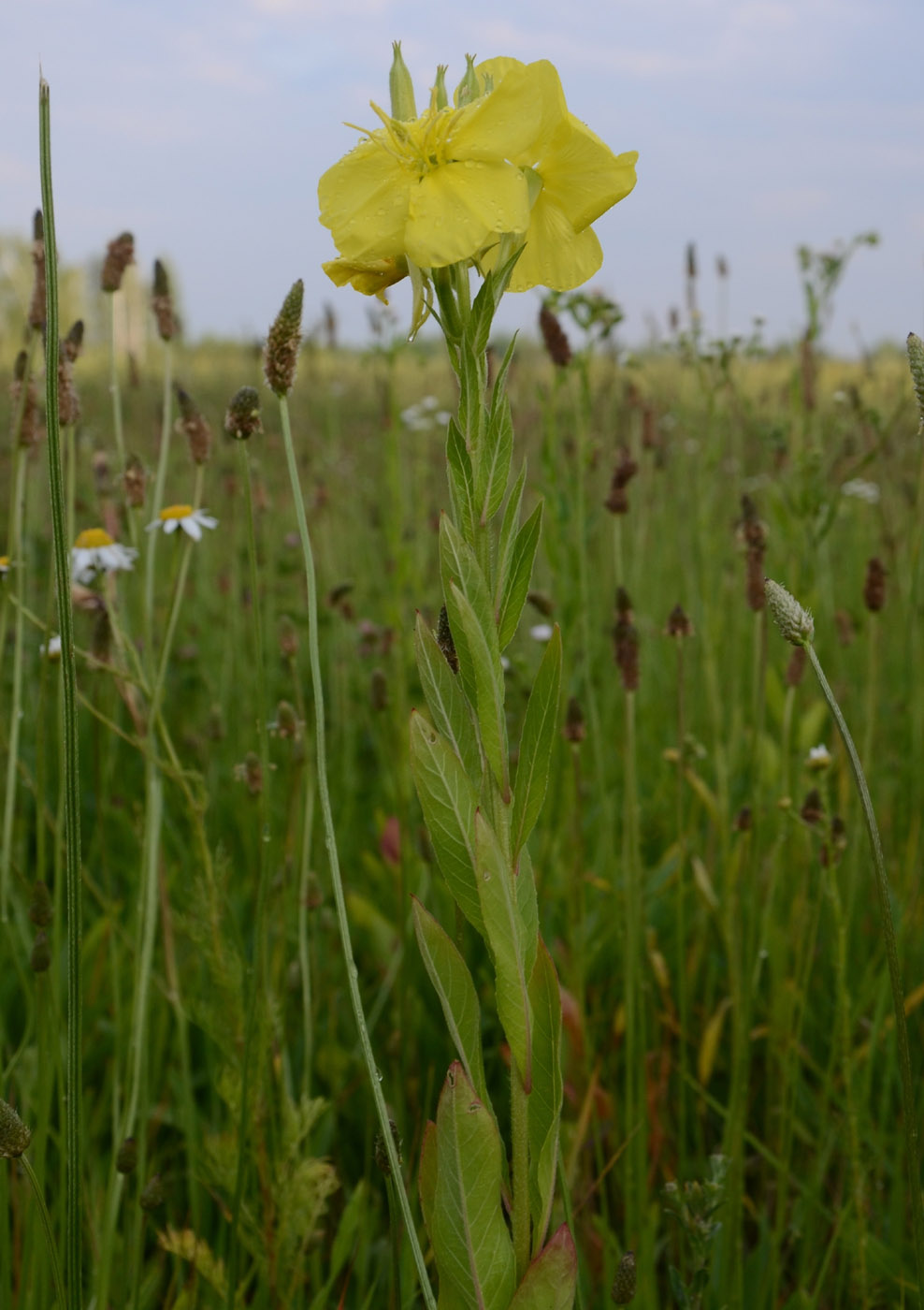 Изображение особи Oenothera biennis.