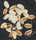 Image of taxon representative. Author is Тулкин Тиллаев