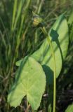 Ligularia sibirica. Прикорневые листья и отрастающий генеративный побег. Амурская обл., Магдагачинский р-н, окр. пос. Магдагачи, сырой луг вдоль берега водохранилища (р. Горчаки). 29.06.2016.