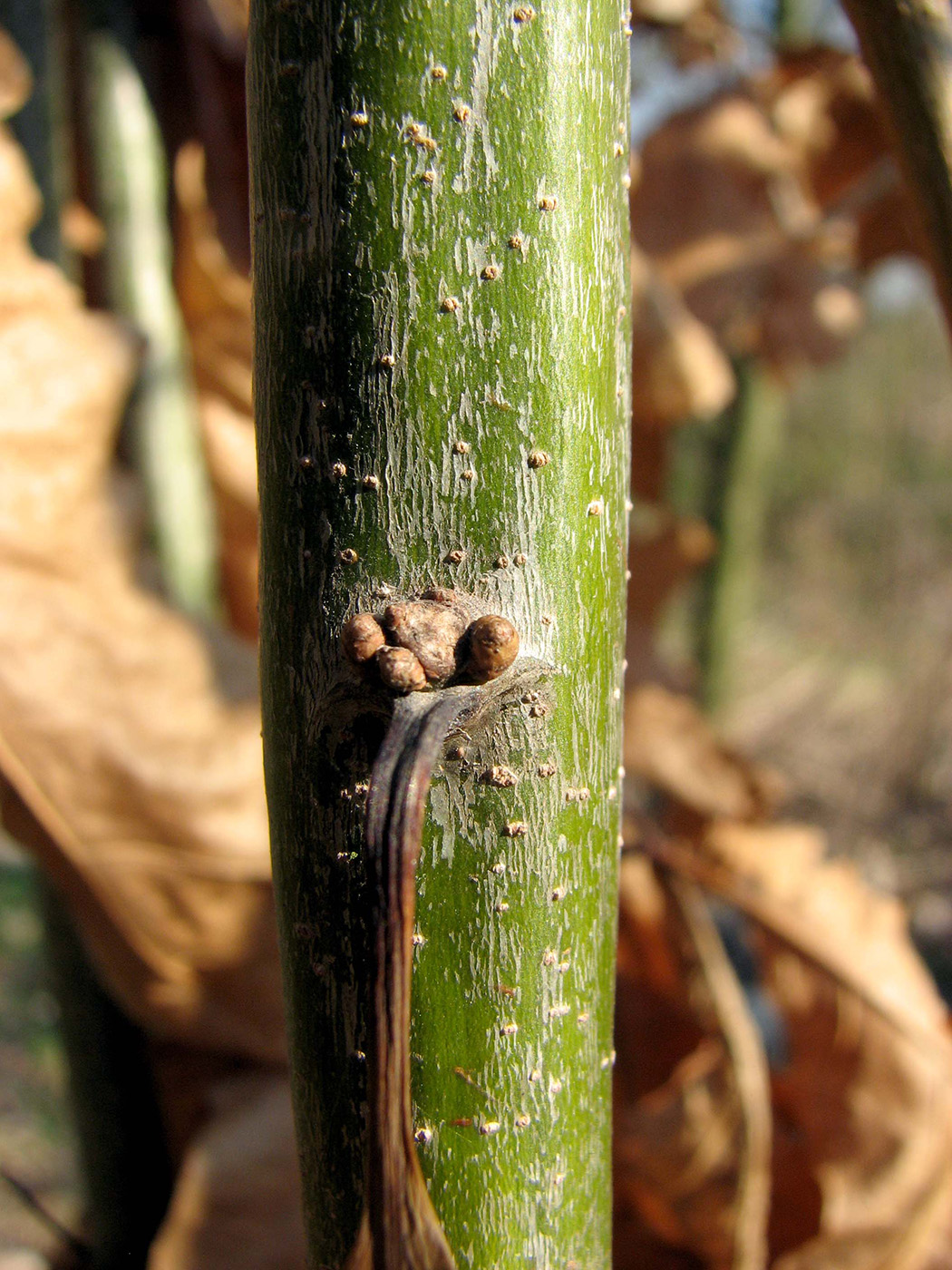Image of Quercus rubra specimen.