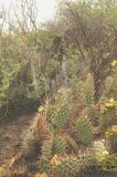 Opuntia sulphurea