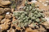 Paronychia kurdica