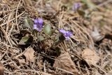 Viola rupestris