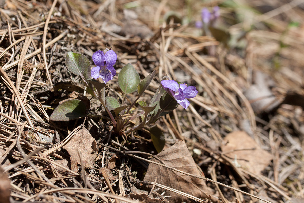 Image of Viola rupestris specimen.