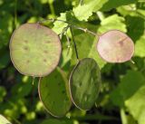 Lunaria annua